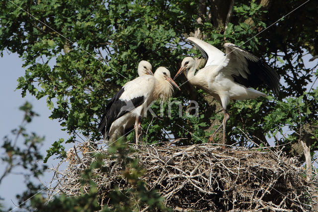 White Stork (Ciconia ciconia)