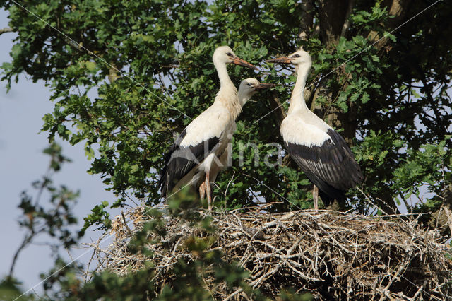 White Stork (Ciconia ciconia)