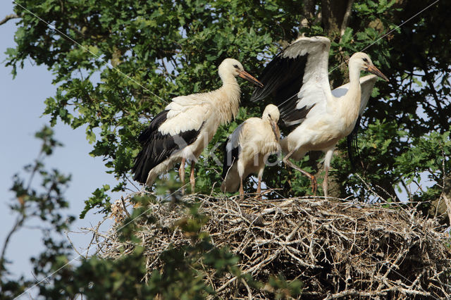 White Stork (Ciconia ciconia)