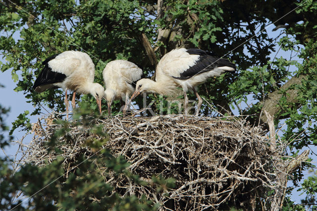 White Stork (Ciconia ciconia)