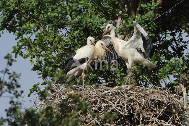 White Stork (Ciconia ciconia)