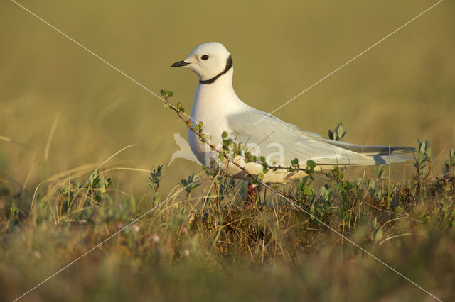 Ross's Gull (Rhodostethia rosea)