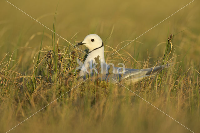 Ross's Gull (Rhodostethia rosea)