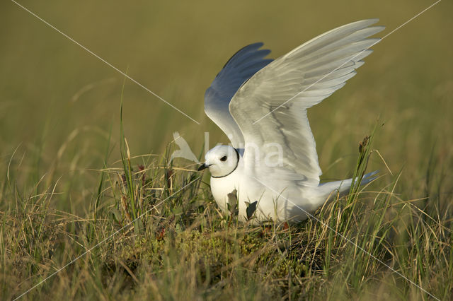 Ross's Gull (Rhodostethia rosea)