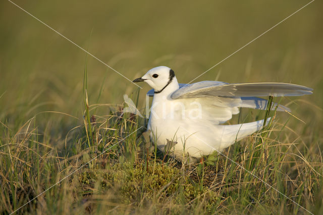 Ross's Gull (Rhodostethia rosea)