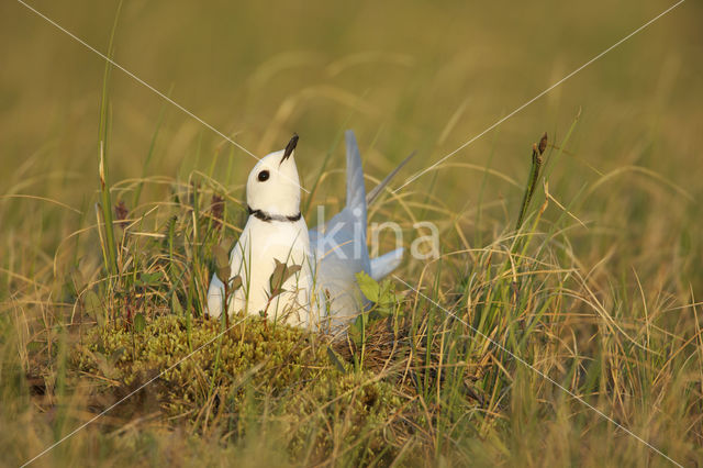 Ross's Gull (Rhodostethia rosea)