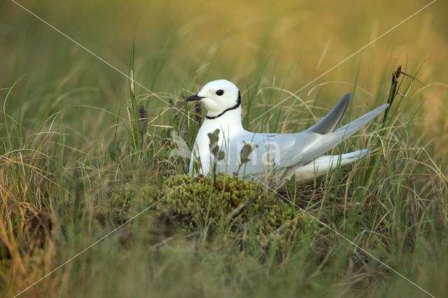 Ross's Gull (Rhodostethia rosea)