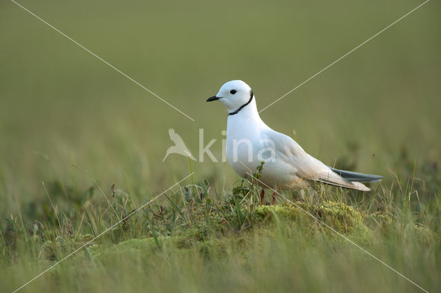 Ross's Gull (Rhodostethia rosea)