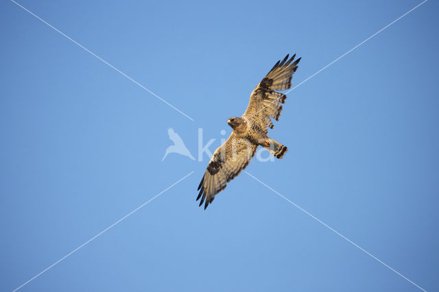 Ruigpootbuizerd (Buteo lagopus)