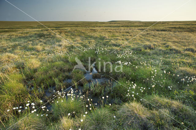 Wollegras (Eriophorum spec.)