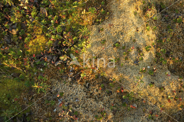 dwarf willow (Salix spec)