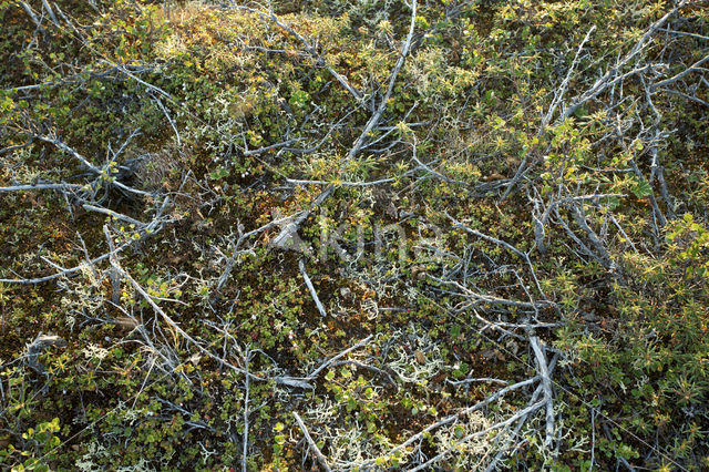 dwarf willow (Salix spec)