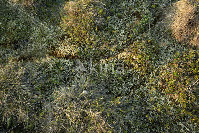 Siberische lemming (Lemmus sibiricus)