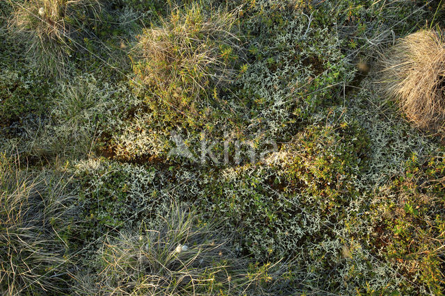 Siberische lemming (Lemmus sibiricus)