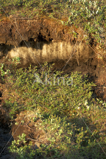 dwarf willow (Salix spec)