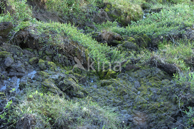 dwarf willow (Salix spec)