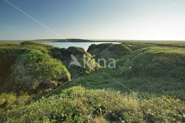 dwarf willow (Salix spec)