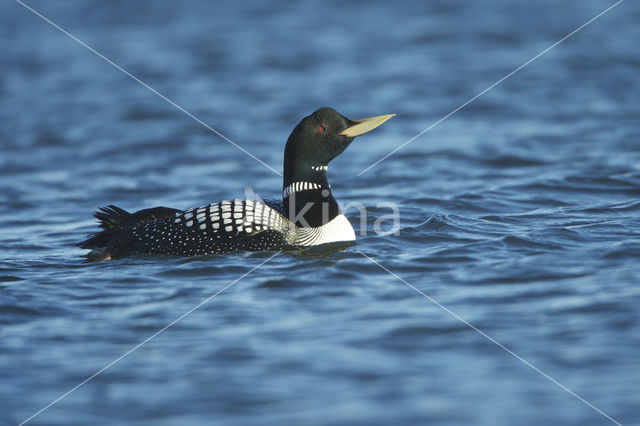 Yellow-billed Loon