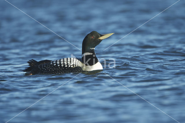 Yellow-billed Loon