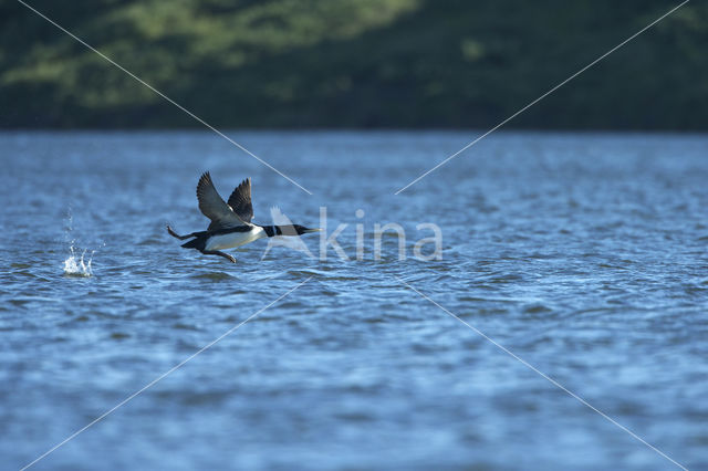 Yellow-billed Loon