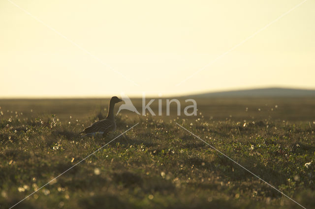 Russian Bean Goose (Anser fabalis rossicus)