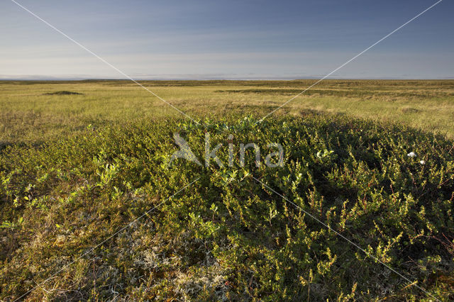 dwarf willow (Salix spec)