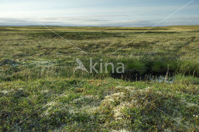 dwarf willow (Salix spec)