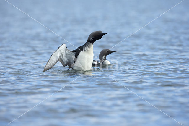 Arctic Loon