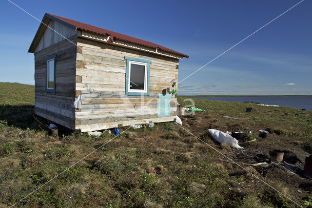 log-cabin