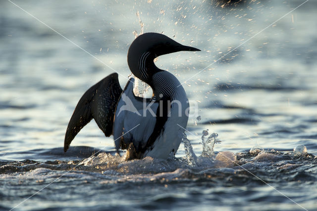 Arctic Loon