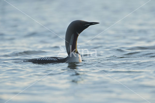 Arctic Loon