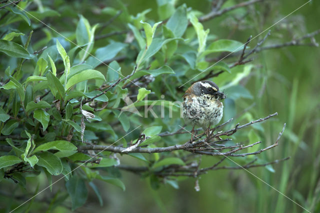 Siberian Accentor (Prunella montanella)