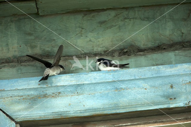 Oostelijke huiszwaluw (Delichon lagopodum)