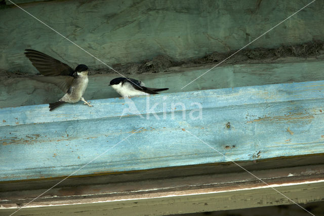 Eastern House Martin (Delichon lagopodum)