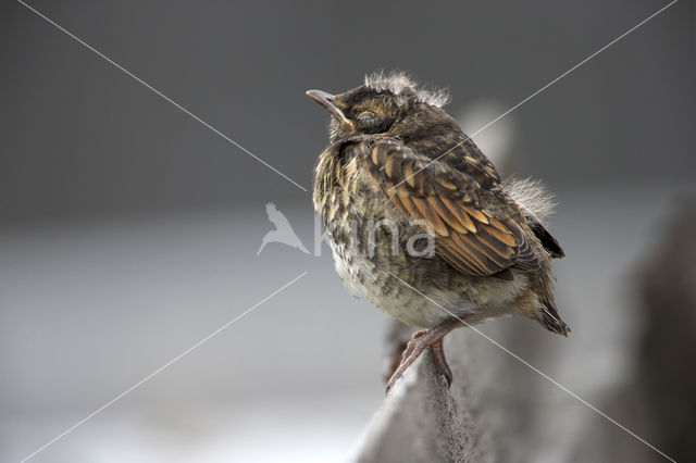 Bruine Lijster (Turdus naumanni eunomus)