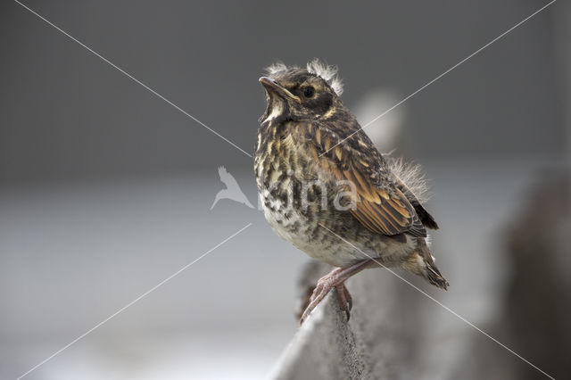 Dusky Thrush (Turdus naumanni eunomus)