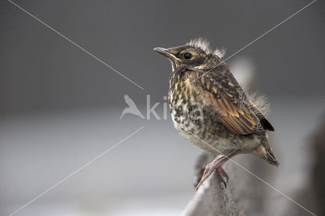 Bruine Lijster (Turdus naumanni eunomus)