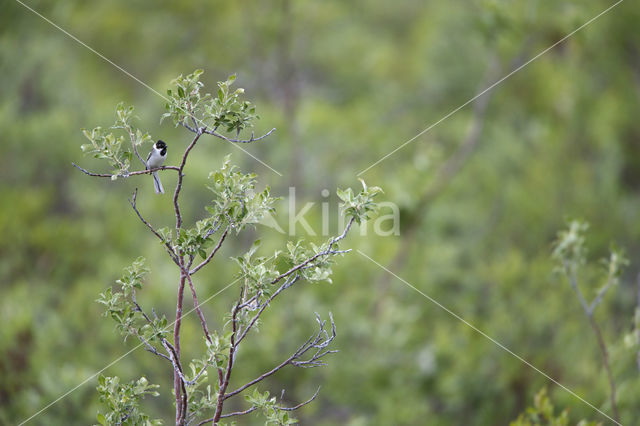 Pallas's bunting (Emberiza pallasi)