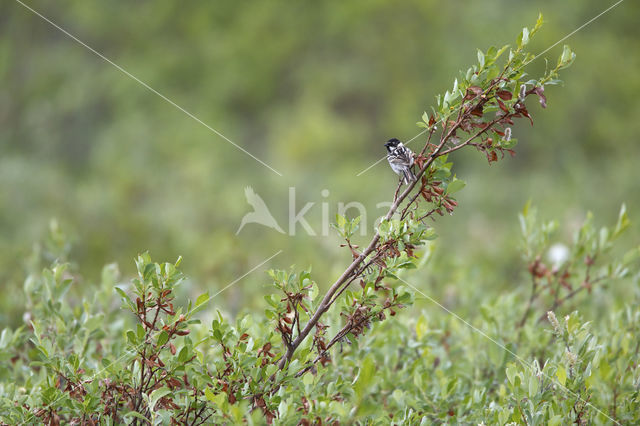 Pallas's bunting (Emberiza pallasi)