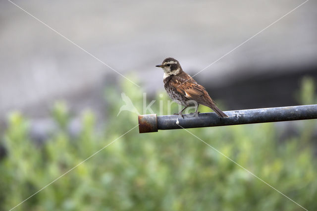 Dusky Thrush (Turdus naumanni eunomus)