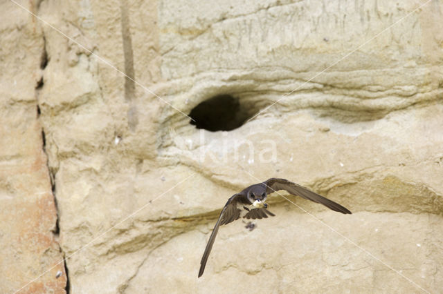 Pale Sand Martin (Riparia diluta)