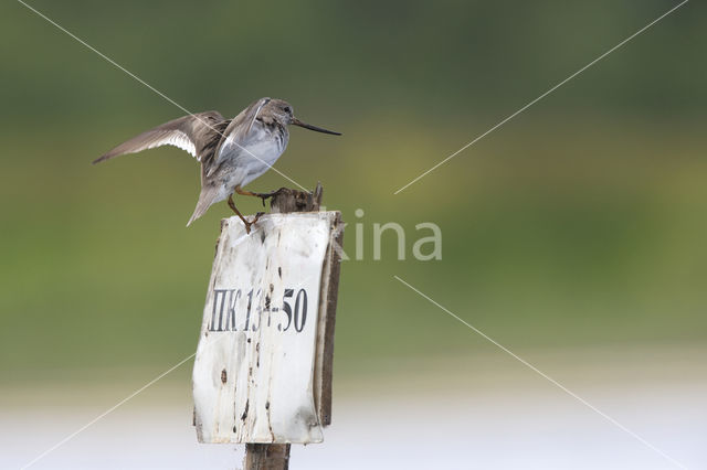 Terekruiter (Xenus cinereus)