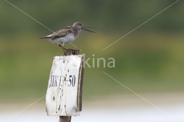 Terekruiter (Xenus cinereus)