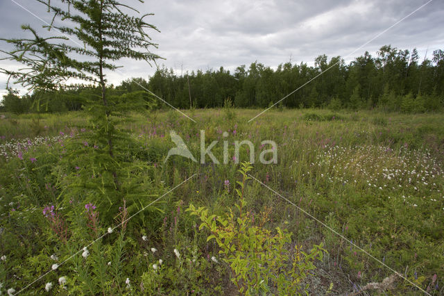 Fire Weed (Epilobium hirsutum)