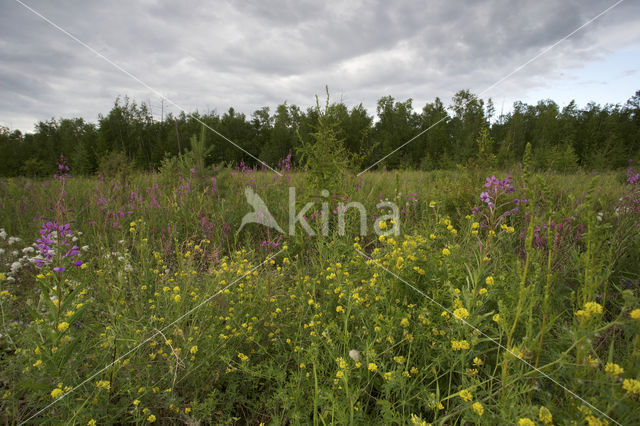 Wilgenroosje (Epilobium hirsutum)