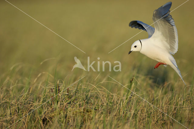 Ross's Gull (Rhodostethia rosea)