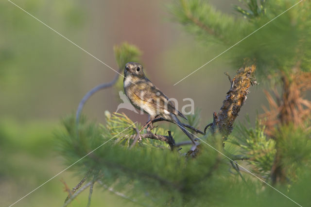 Red-flanked Bluetail (Tarsiger cyanurus)