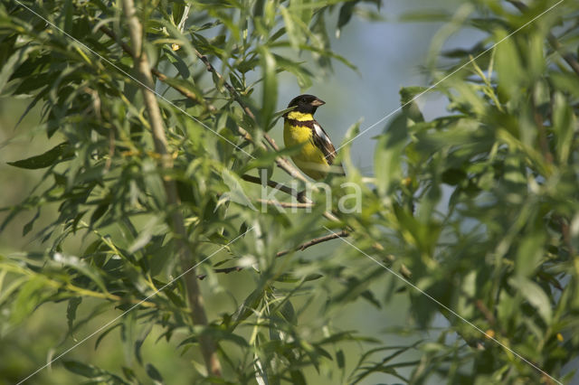 Yellow-breasted Bunting (Emberiza aureola)