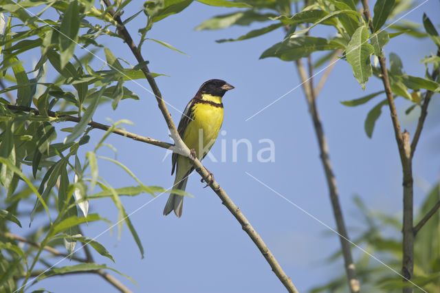 Wilgegors (Emberiza aureola)