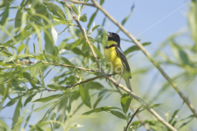 Wilgegors (Emberiza aureola)